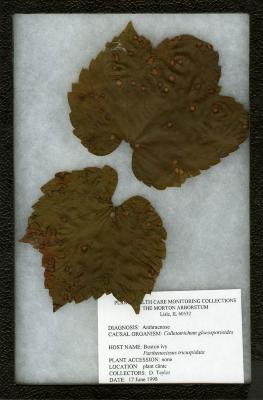 Ivy anthracnose (Colletotrichum gloeosporioides) on Parthenocissus tricuspidata (Sieb. & Zucc.) Planch. (Boston-ivy)