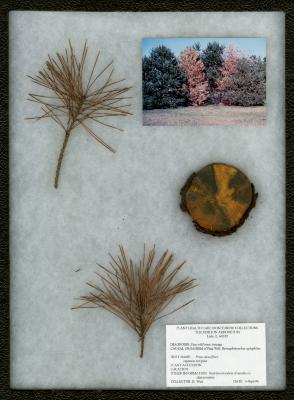 Pine wilt (Bursaphelenchus xylophilus)/borer injury on Pinus densiflora Sieb. & Zucc. (Japanese red pine)
