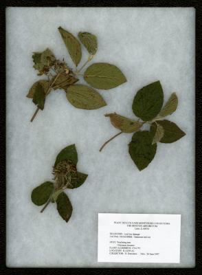 Leaftier damage (Unknown leaf-tier) on Viburnum lantana L. (wayfaring tree)