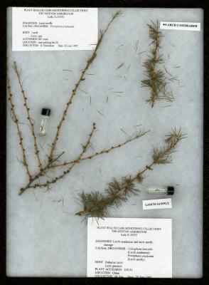 Larch casebearer (Coleophora laricella) and larch sawfly (Pristiphora erichsonii) on Larix spp. (Larch)