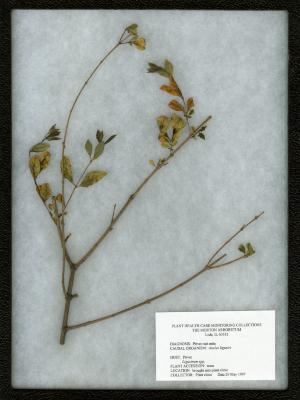 Privet rust mite (Aculus ligustri) on Ligustrum spp. (Privet)