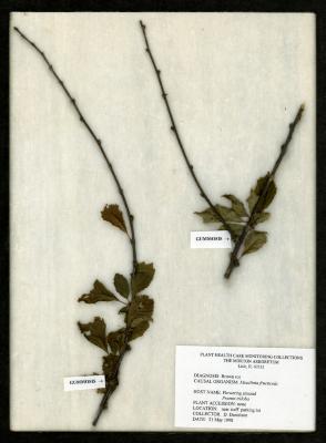 Brown Rot (Monilinia) (Monilinia fructicola) on Prunus triloba Lindl. (flowering almond)