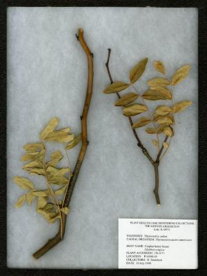 Thyronectria canker (Thyronectria austro-americana) on Gleditsia caspica Desf. (Caspian-locust)