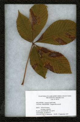 Aesculus leaf blotch (Guignardia aesculi) on Aesculus flava Sol. (yellow buckeye)