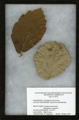 Leaf blight of witch hazel (Phyllosticta hamamelidis) on Hamamelis virginiana L. (common witch-hazel)