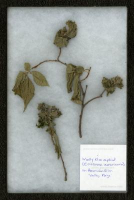Woolly elm aphid (Eriosoma americana) on Ulmus americana 'Valley Forge' (VALLEY FORGE AMERICAN ELM)
