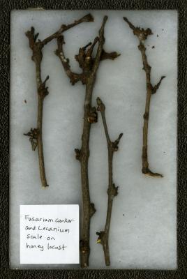 Fusarium canker and Lecanium Scale on Gleditsia triacanthos L. (honey-locust)