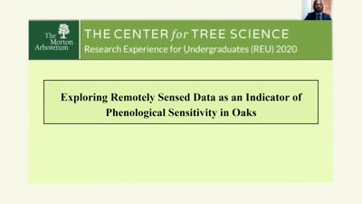 Exploring Remotely Sensed Data as an Indicator of Phenological Sensitivity in Oaks