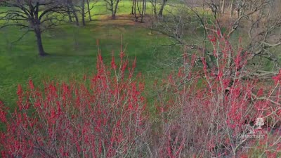 Virtual Flyover of a Flowering Red Maple Tree