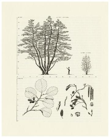 European Alder, Black Alder. Alnus glutinosa: Birch Family (Betulaceae)