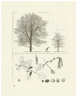 River Birch, Betula nigra: Birch Family (Betulaceae)