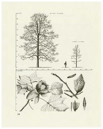 Tulip Tree, Liriodendron tulipifera: Magnolia Family (Magnoliaceae)