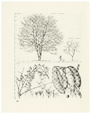 Kentucky Coffee-tree, Gymnocladus dioicus: Pea Family (Leguminosae)