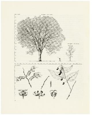 Hackberry, Celtis occidentalis: Elm Family (Ulmaceae)