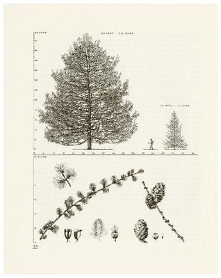 European Larch, Larix decidua: Pine Family (Pinaceae)