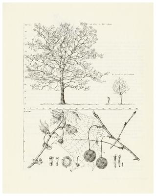 Sycamore, Buttonwood, Platanus occidentalis: Sycamore Family (Platanaceae)
