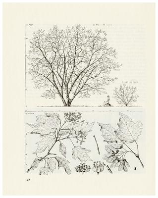 Amur Maple, Acer ginnal: Maple Family (Aceraceae)