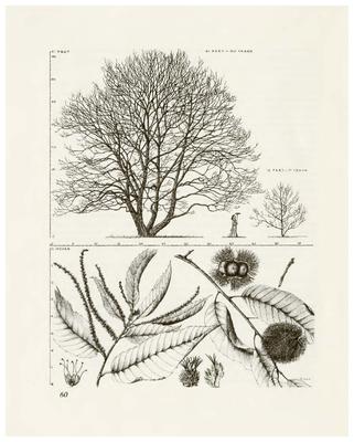 Chinese Chestnut, Castanea mollissima: Beech Family (Fagaceae)