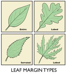 Leaf Margin Types Illustration