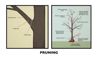Pruning Illustration 