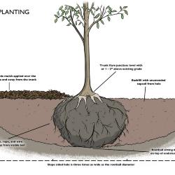 Proper Planting Illustration
