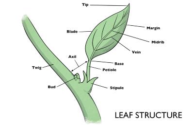 Leaf Structure Illustration 