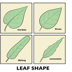 Leaf Shapes Illustration 