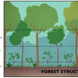 Forest Structure Illustration
