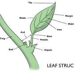 Leaf Structure Illustration 
