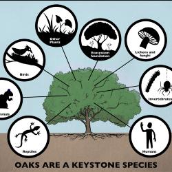 Oaks are a Keystone Species Illustration