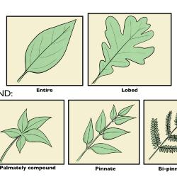 Simple and Compound Leaves Illustration 