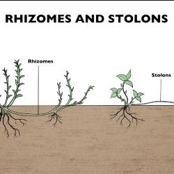 Rhizomes and Stolons Illustration