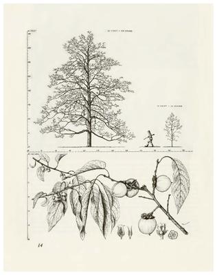 Persimmon, Diospyros virginiana: Ebony Family (Ebenaceae)
