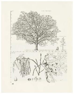 White Oak, Quercus alba: Beech Family (Fagaceae)