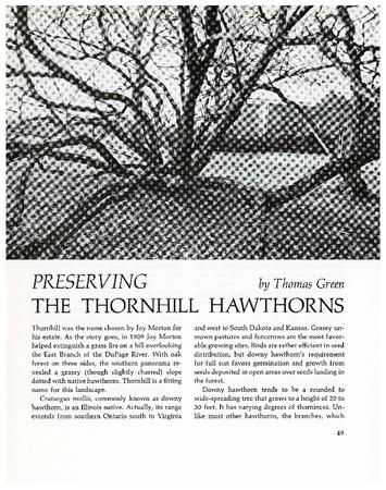 Preserving the Thornhill Hawthorns