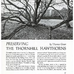 Preserving the Thornhill Hawthorns