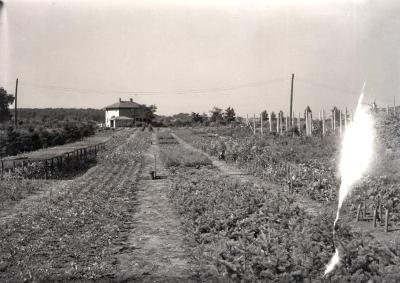 Propagation beds and nursery looking north from South Farm, Teuscher residence in distance