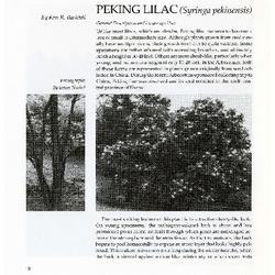 Peking Lilac (Syringa pekinensis)