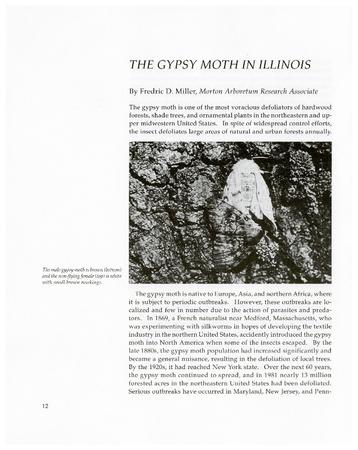 The Gypsy Moth in Illinois
