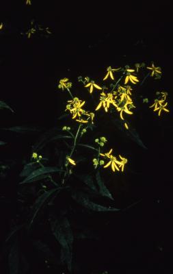 Verbesina alternifolia (L.) Britt. ex Kearney (wingstem), habit