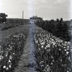 Teuscher residence in distance with row of irises in foreground next to nursery and propagation beds