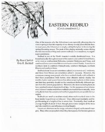 Eastern Redbud (Cercis Canadensis L.)