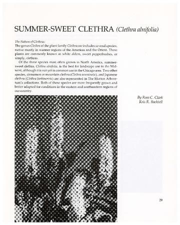 Summer-sweet Clethra (Clethra alnifolia)