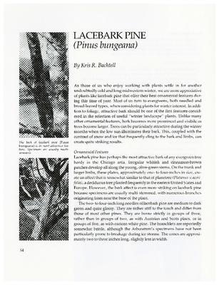 Lacebark Pine (Pinus bungeana)