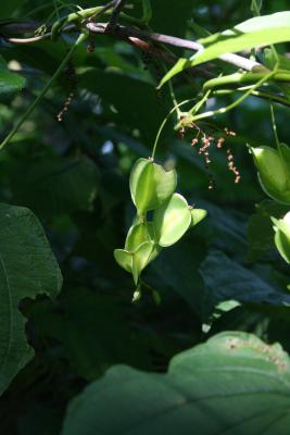 Dioscorea villosa (Wild Yam), infructescence