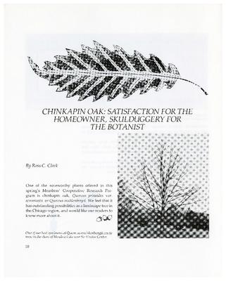 Chinkapin Oak: Satisfaction for the Homeowner, Skullduggery for the Botanist