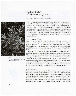 Sweet-Fern (Comptonia peregrina)