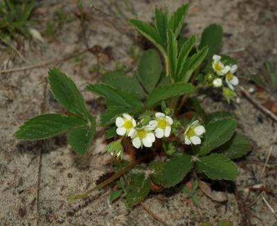 Fragaria virginiana (Wild Strawberry), habit, spring, leaf, spring, inflorescence