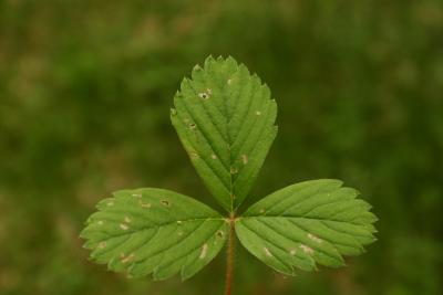 Fragaria virginiana (Wild Strawberry), leaf, upper surface