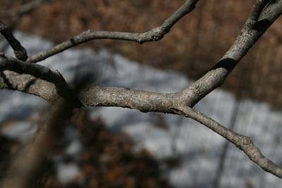 Fothergilla major (Large Fothergilla), bark, branch